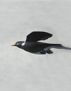 blackbird